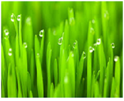 Druva Grass Travancore Ayurveda Blog