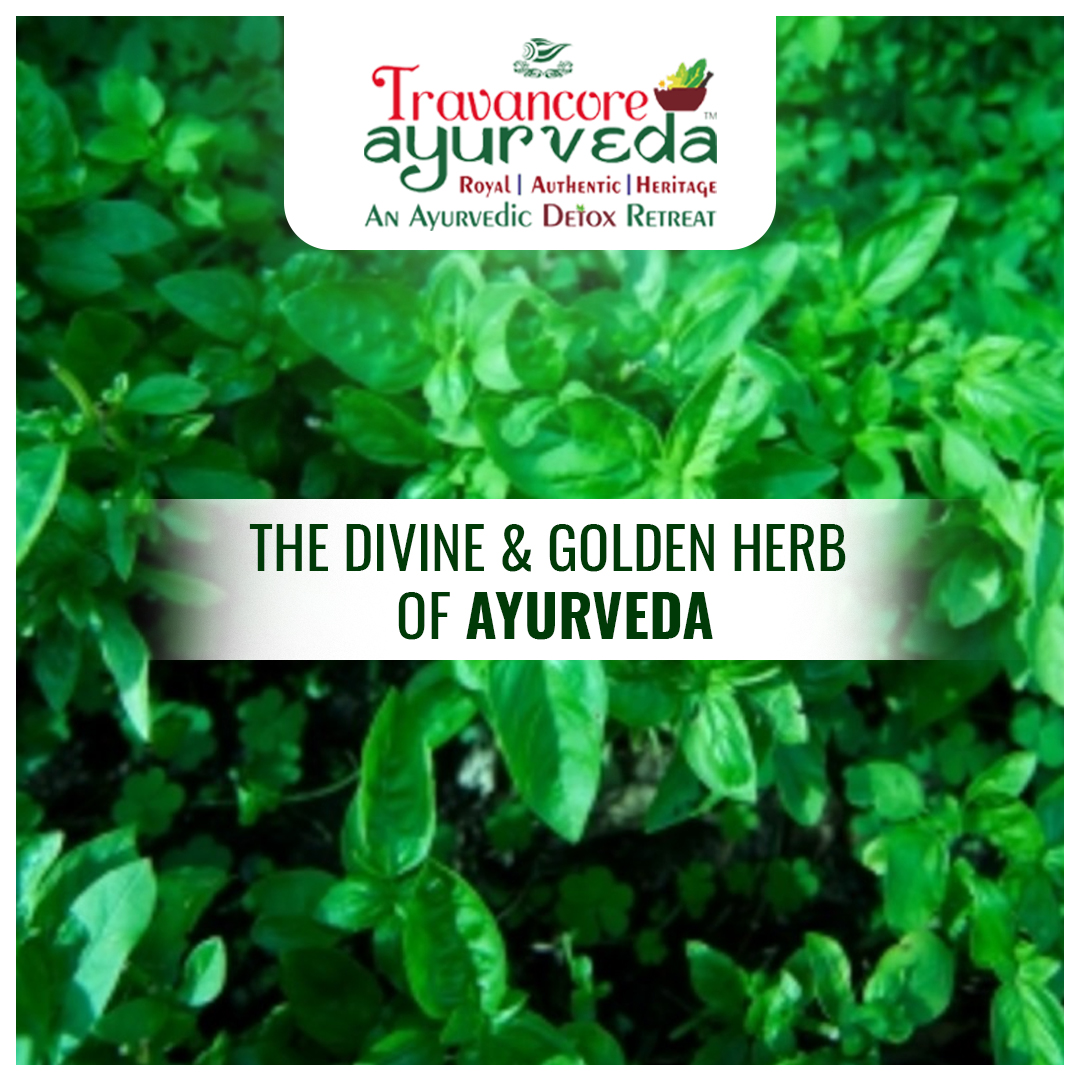 TULASI THE DIVINE AND GOLDEN HERB OF AYURVEDA Travancore Ayurveda